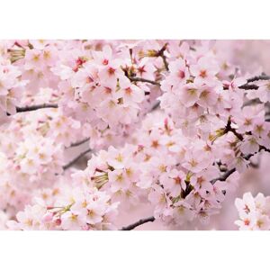 Fototapeta Sakura 180 x 127 cm, 1 diel